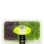 GG RED&GREEN CORAL LETTUCE PKT